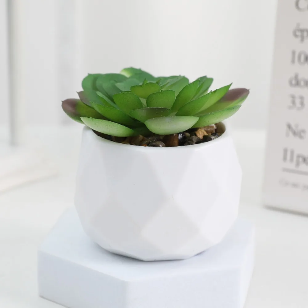 Echeveria en pot facetté