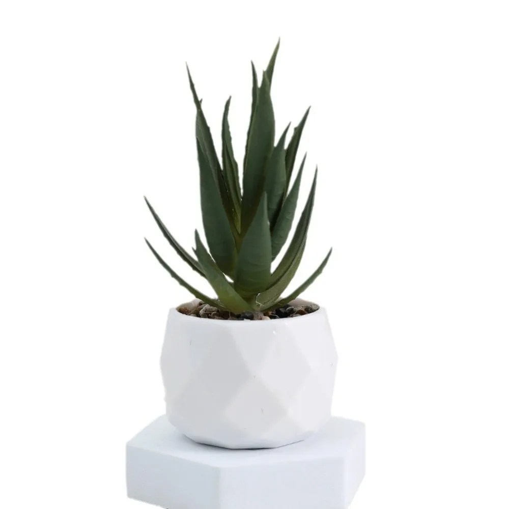 Aloès en pot facetté