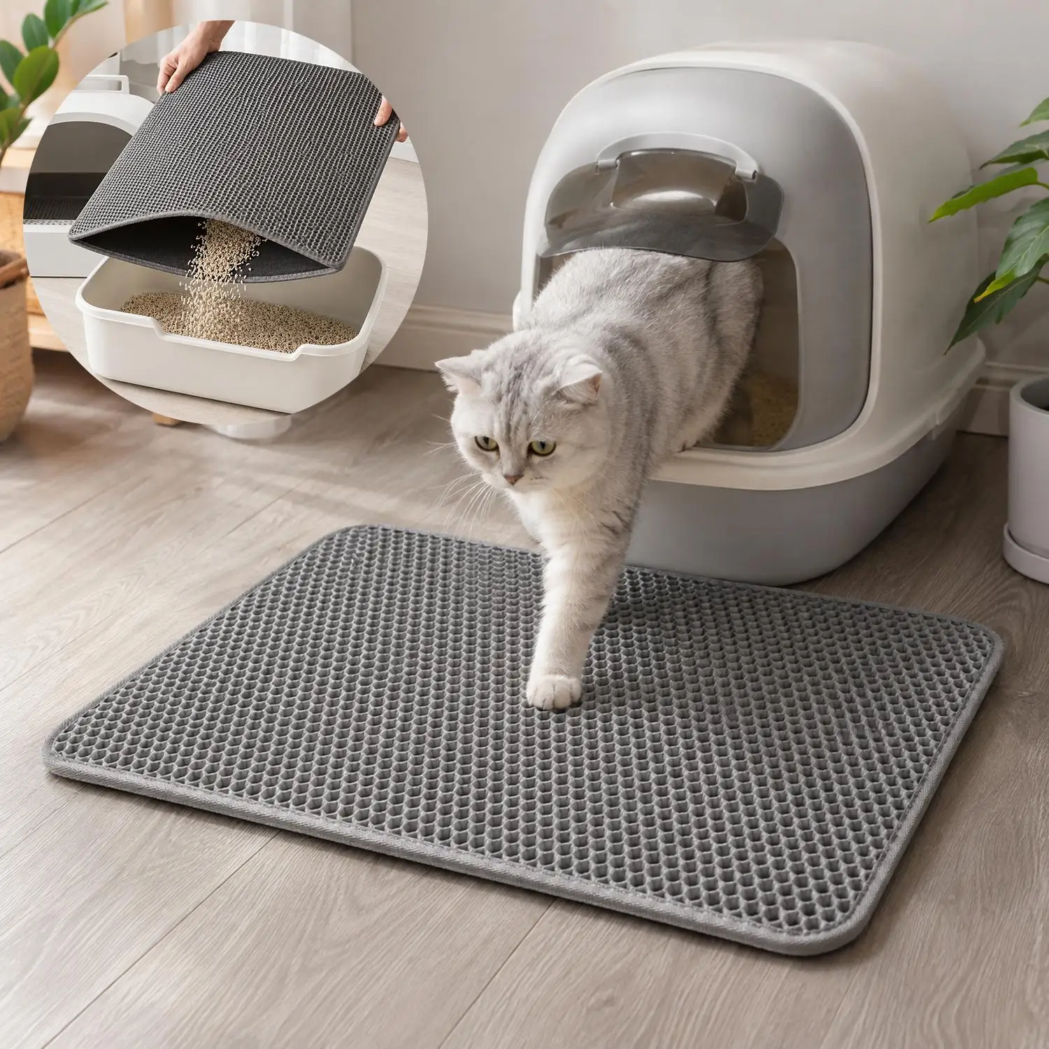Chat sur le tapis
