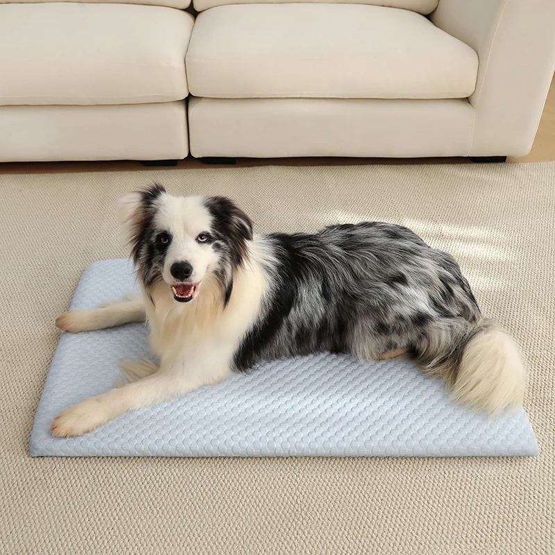 Chien allongé sur le tapis