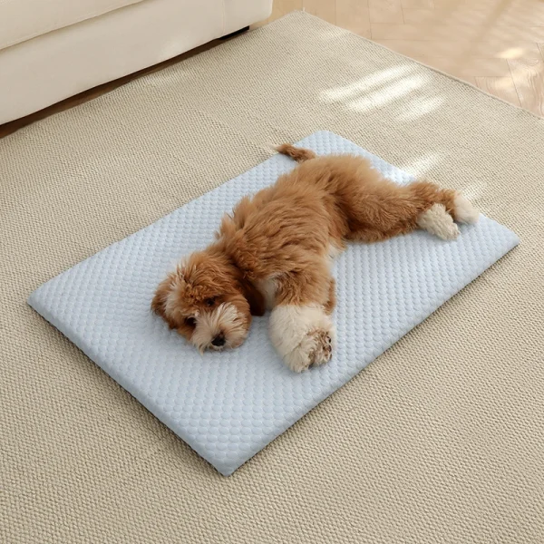 Chiot sur le tapis