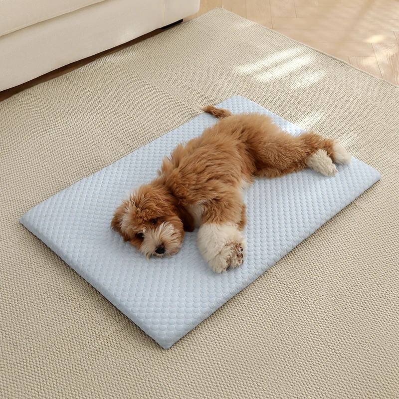 Chiot sur le tapis