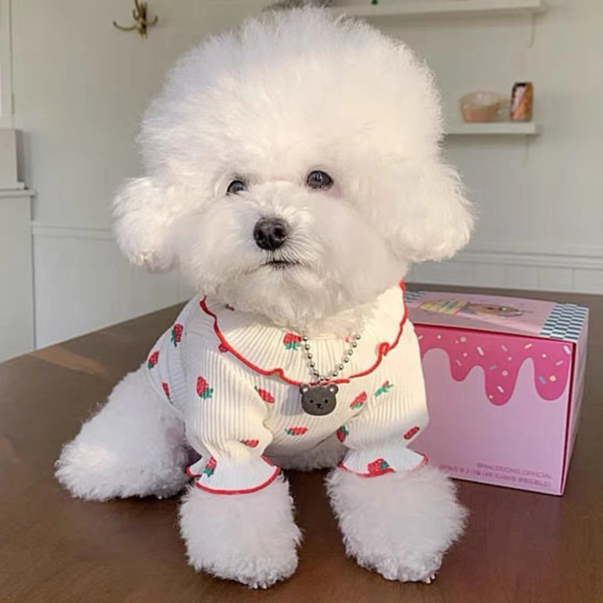 Bichon en tee-shirt blanc