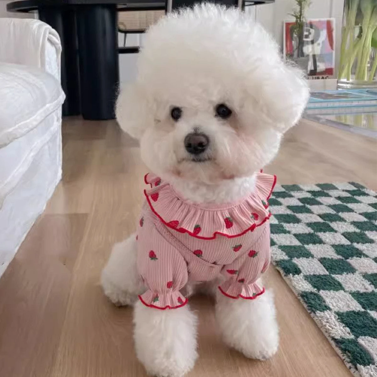 Bichon en tee-shirt rose