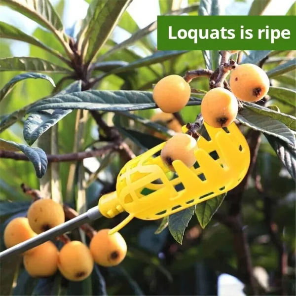Tête de cueille-fruits à panier