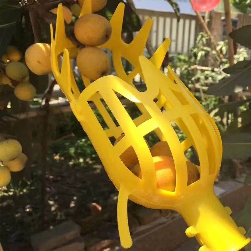 Tête jaune dans l'arbre
