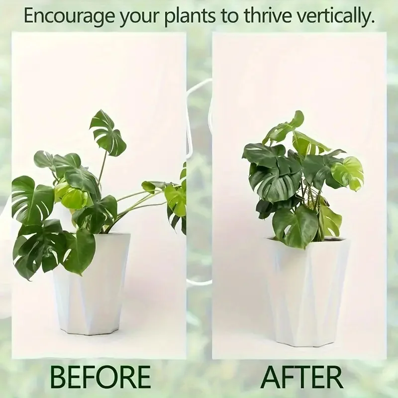 Plante avant et après la pose du tuteur