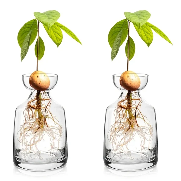 Vase de germination pour noyau d'avocat