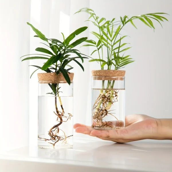 Vases de bouturage en verre avec couvercle liège – lot de 2 ou 4, 10 ou 12 cm