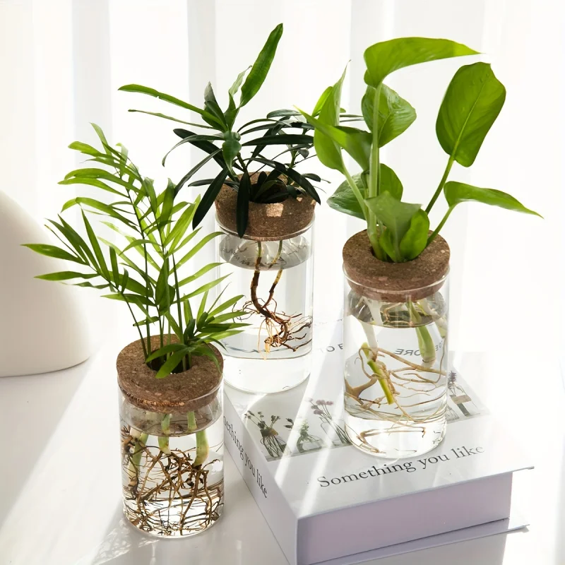 Boutures de pothos et de palmier dans des vases en verre