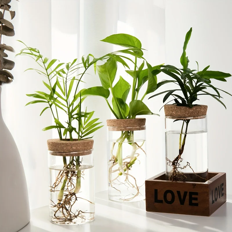 Trois vases de bouturage alignés