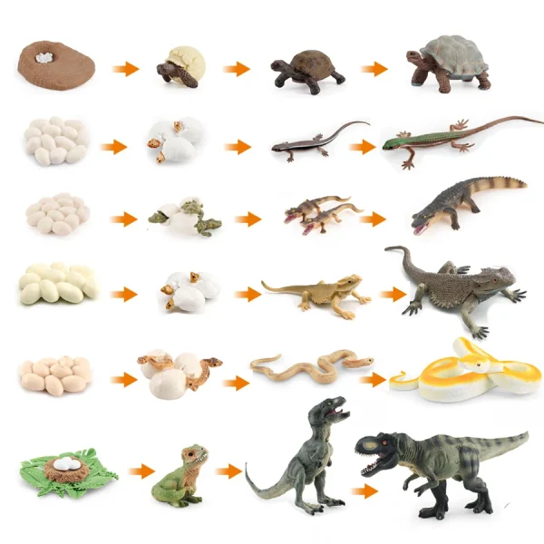 Figurines cycle de vie d'un reptile